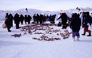 Walrus meat 1 1999-04-01