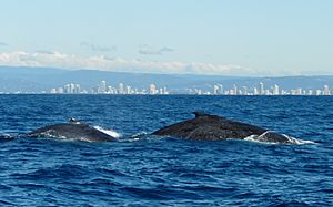 Whale watching gold coast