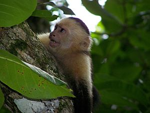 White-faced capuchin monkey 6
