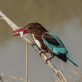 White-throated kingfisher (Halcyon smyrnensis fusca) 3