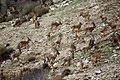 Wild Goat Herd, Behbahan