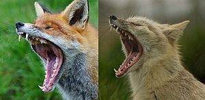 Yawning red and corsac fox