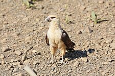 Yellow-headed caracara in Costa Rica 01