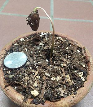 Young Asimina Triloba Sapling In Pot
