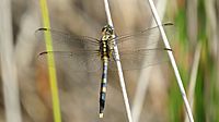 Young male Orthetrum boumiera (49698310726)