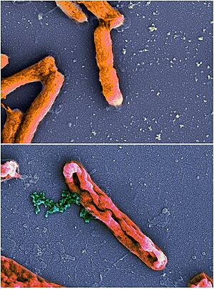 AMP action Ecoli