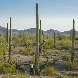 A large cactus (Carnegiea gigantea) at Saguaro National Park