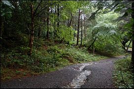 A path in Donard Forest, Newcastle (2) - geograph.org.uk - 467058.jpg