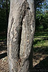 Scarred tree Facts for Kids