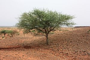 Acacia laeta ms 2460.jpg