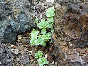 Aeonium dodantrale (Sukkulentensammlung).jpg