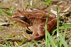 Agile frog (Rana dalmatina) (17024220509).jpg