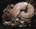 Ammonites 180308