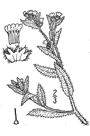 Amsinckia lycopsoides BB-1913.jpg