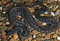 Arafura file snake (Acrochordus arafurae) in captivity