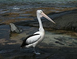 Australian Pelican Kioloa