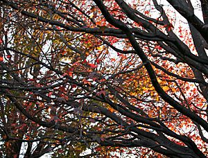 Autumn Colors, Centennial Park Sydney Australia (3613606566)