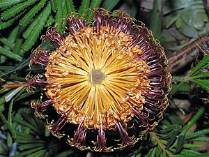 Banksia spinulosa 'Honeypots' suellens
