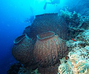 Demosponge Facts for Kids