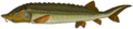 Beluga sturgeon