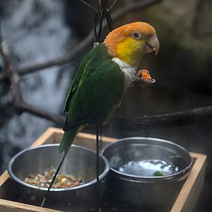 Black-legged parrot eating