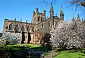 Blossom at Chester Cathedral (geograph 6118952).jpg