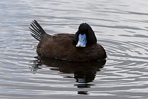 Blue-billed-duck