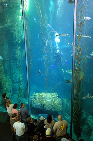 Blue Cavern exhibit at the Aquarium of the Pacific