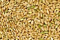 grains of brown rice, a staple food