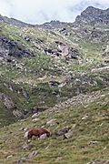 Cabalo no alto da Coma. Andorra 298