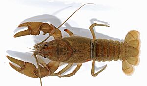 Cambarus bartonii Facts for Kids