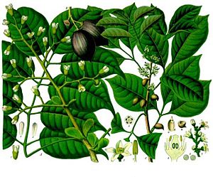 Canarium indicum - Icica icicariba - Köhler–s Medizinal-Pflanzen-171.jpg