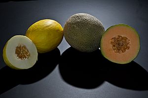 Cantaloupe and canary melon