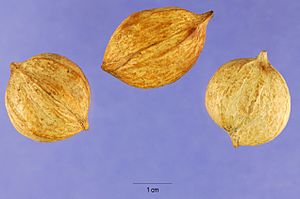 Carya tomentosa nuts USDA.jpg