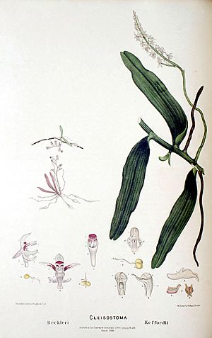 Cleisostoma beckleri - FitzGerald, Australian Orchids - plate 85 (1877).jpg