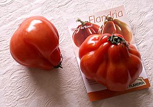 CoeurDeBoeuf Tomato