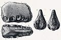 Coloborhynchus