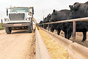 Corn By-Product Used for Livestock Feed