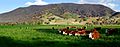 Cows in green field - nullamunjie olive grove03