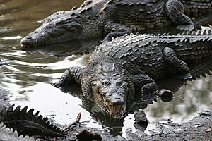 Crocodylus acutus jalisco mexico