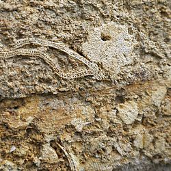 Cut Block of Coralline Crag with Bryozoan Fossils in a Church Wall in Suffolk
