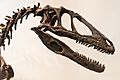 Deinonychus skull ROM