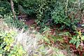 Ditch of a linear earthwork on Keston Common