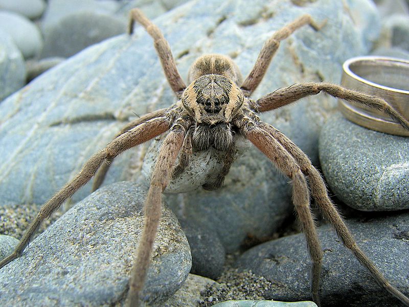 Dolomedes aquaticus