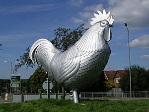 Dorking Cockerel - geograph.org.uk - 582787