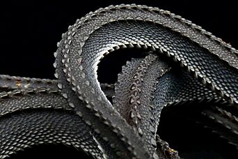 Dragon Snake Scalation