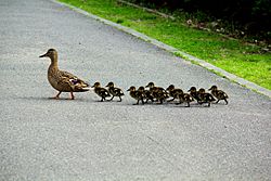 Ducks army marching