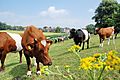 Dutch belted cows at Park Sonsbeek meadows in the centre of the city of Arnhem (look the background) - panoramio