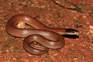 Dwyers Snake (Parasuta dwyeri) (9105384525).jpg