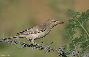 Eastern olivaceous warbler (Iduna pallida) by Lior Kislev.jpg